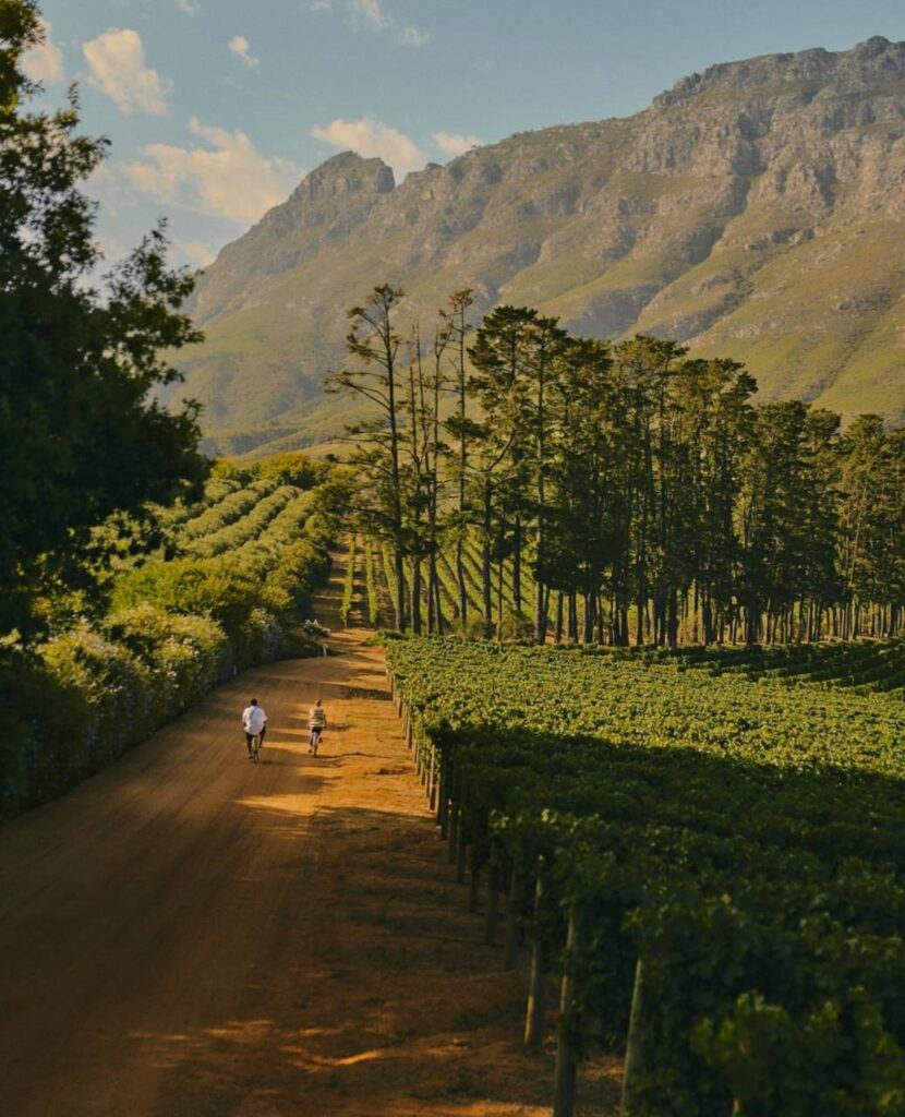 Cape winelands whatsapp image 2026 05 24 at 21.25.50 (2)